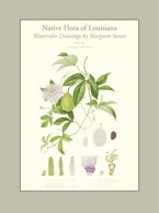 Native Flora of Louisiana